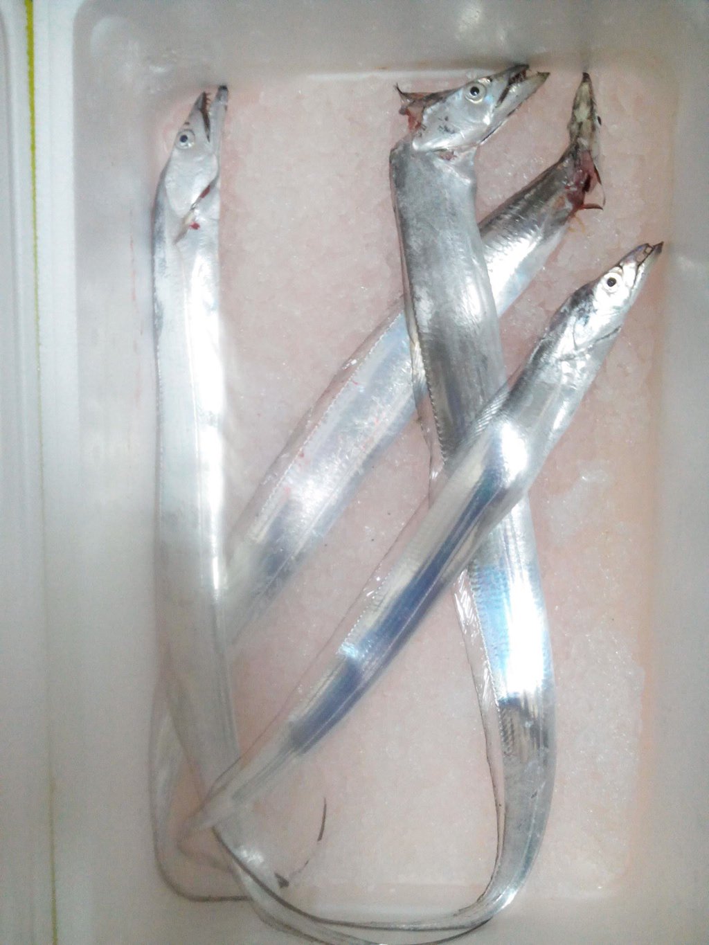 本日の釣果。
今日で3回目…2回目の釣果up忘れてた(;´∀`)
2匹は自分で、あとの2匹は師匠に頂きました。
前回と同じ2匹。
今回は波が割りと激しくて…前回ほどアタリ?がよく分からんかったσ(^_^;)
偶然釣った2匹です。 https://t.co/NzbArSlDge